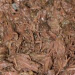 Salade de joue de boeuf façon thaï